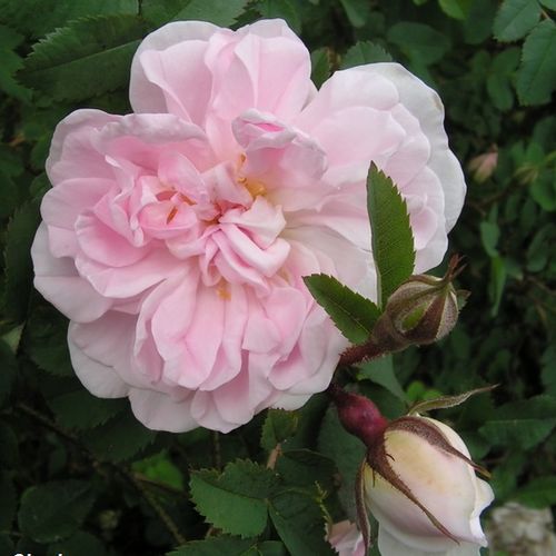 Rosa  Stanwell Perpetual - biały  - Róże pienne - z kwiatami bukietowymi - korona krzaczasta